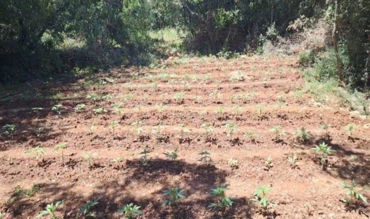 Φυτεία-μαμούθ στην Αρκαδία: 857 δενδρύλλια κάνναβης – Κέρδη έως 1,7 εκατ. ευρώ