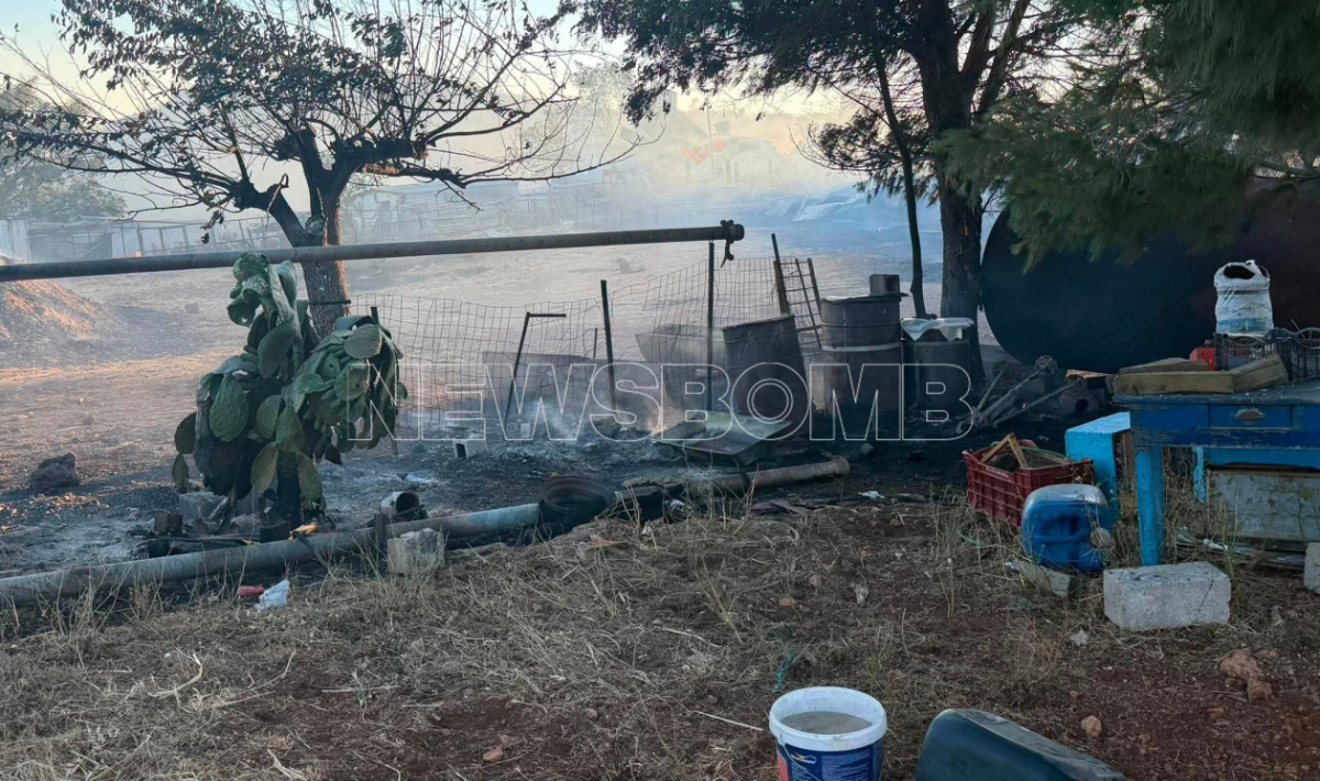 Φωτιά στο Ακραίφνιο: Κτηνοτροφική μονάδα τυλίχθηκε στις φλόγες – Κάηκαν δεκάδες ζώα