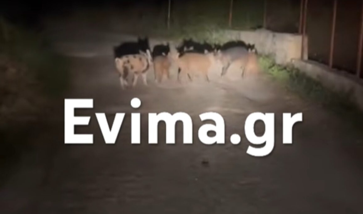 Απίστευτο σκηνικό στην Εύβοια: Αγριογούρουνα συνόδευσαν διανομέα φαγητού σε νυχτερινή διαδρομή (βίντεο)