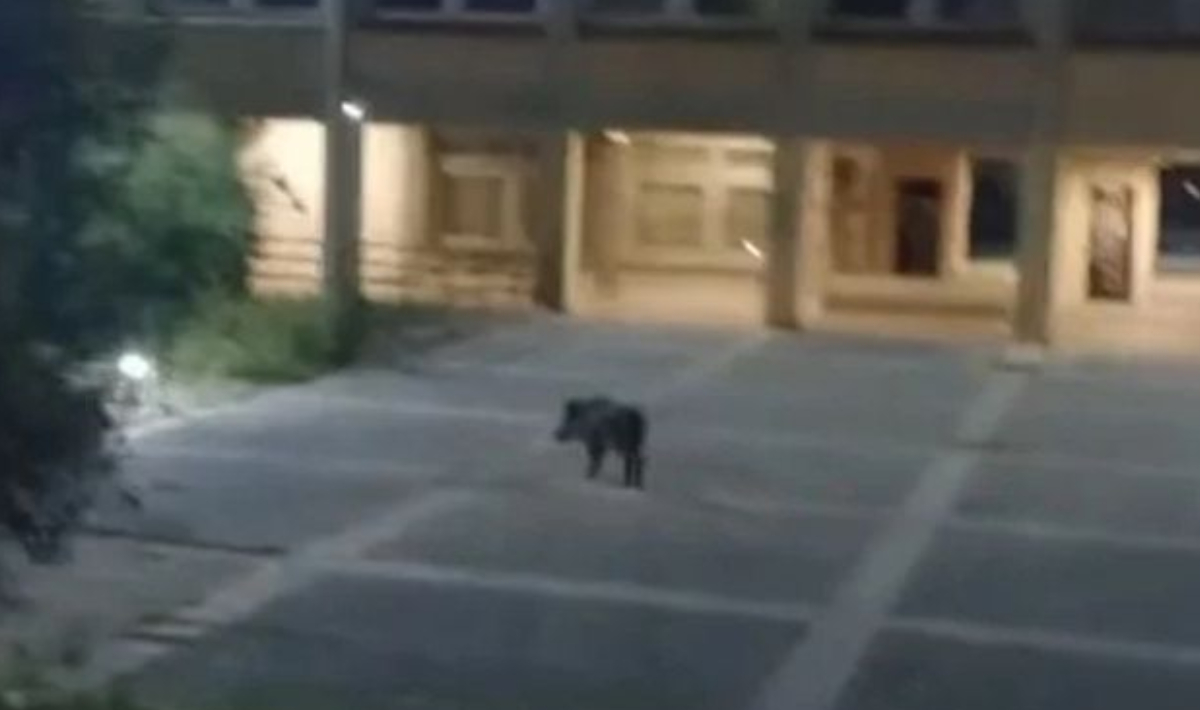 Πάτρα: Αγριογούρουνα κινούνται ανενόχλητα στην Πανεπιστημιούπολη – Δείτε βίντεο