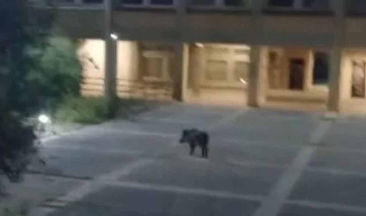 Πάτρα: Αγριογούρουνα κινούνται ανενόχλητα στην Πανεπιστημιούπολη