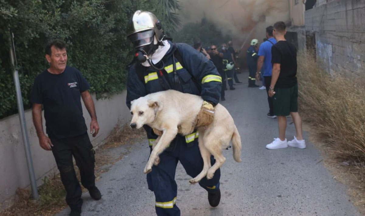 Ηράκλειο: Έσωσαν «παρά τρίχα»  έξι σκυλάκια από την πύρινη κόλαση που εκτυλίχθηκε στον Άη Γιάννη στον Χωστό