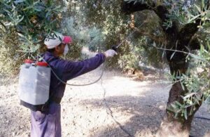 Συναγερμός» στην Κρήτη για τον δάκο: Στο «κόκκινο» οι ελαιώνες λόγω καιρού – Σε εξέλιξη ο δεύτερος ψεκασμός