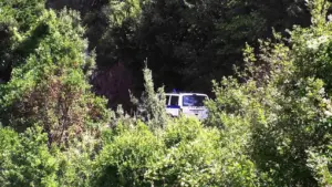 Λαμία: Εντοπίστηκε τεράστια φυτεία με πάνω από 4.000 δενδρύλλια κάνναβης – 3 συλλήψεις