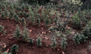Άνω Σύμη: Έστησε φυτεία με 45 δενδρύλλια κάνναβης – Στα χέρια της Αστυνομίας ο φερόμενος καλλιεργητής
