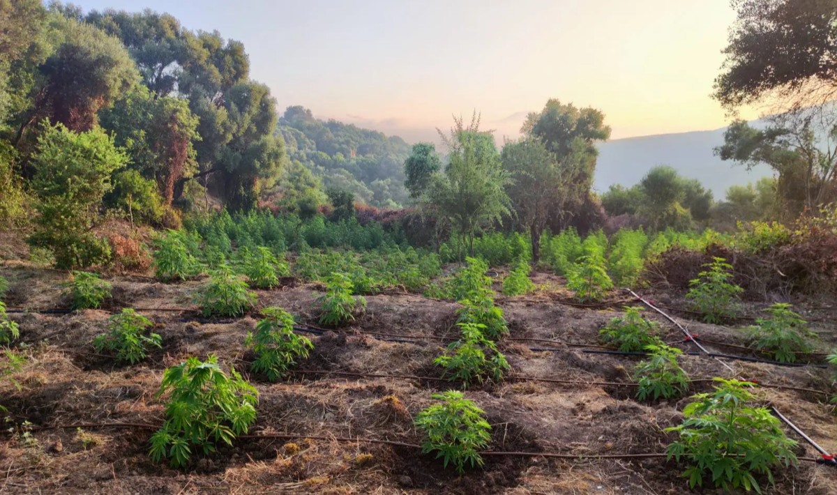 Μεγάλη φυτεία με 1500 δενδρύλια κάνναβης στη Μεσσηνία: Συνελήφθησαν 2 αλλοδαποί