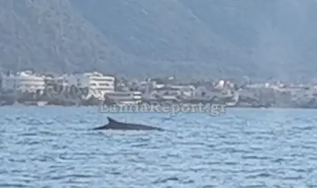 ΦΑΛΑΙΝΑ ΑΚΤΗ