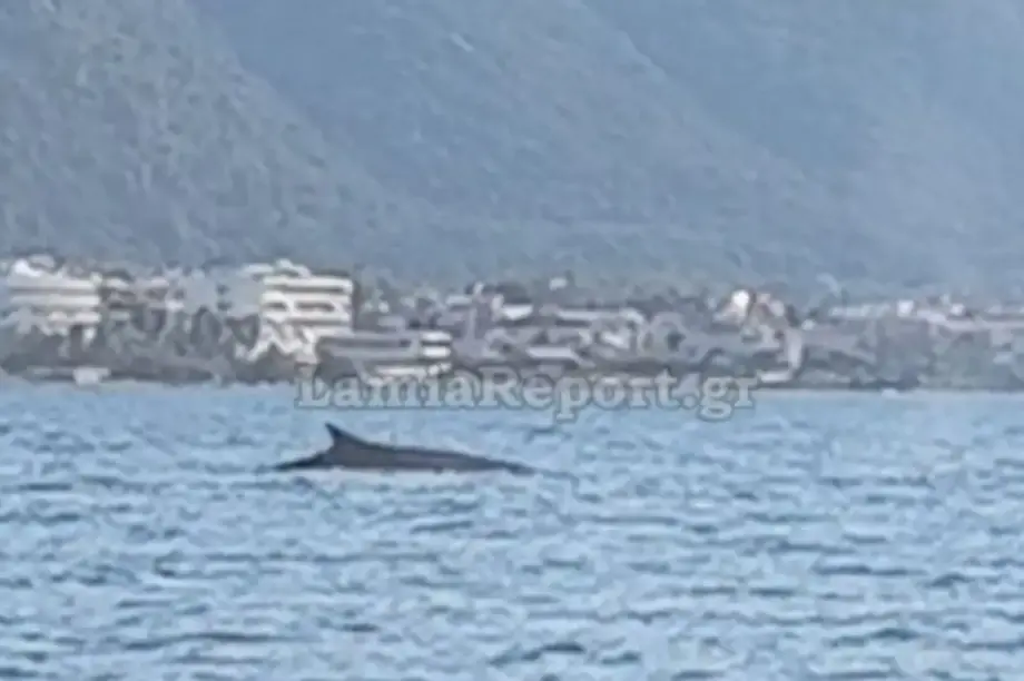 ΦΑΛΑΙΝΑ ΑΚΤΗ
