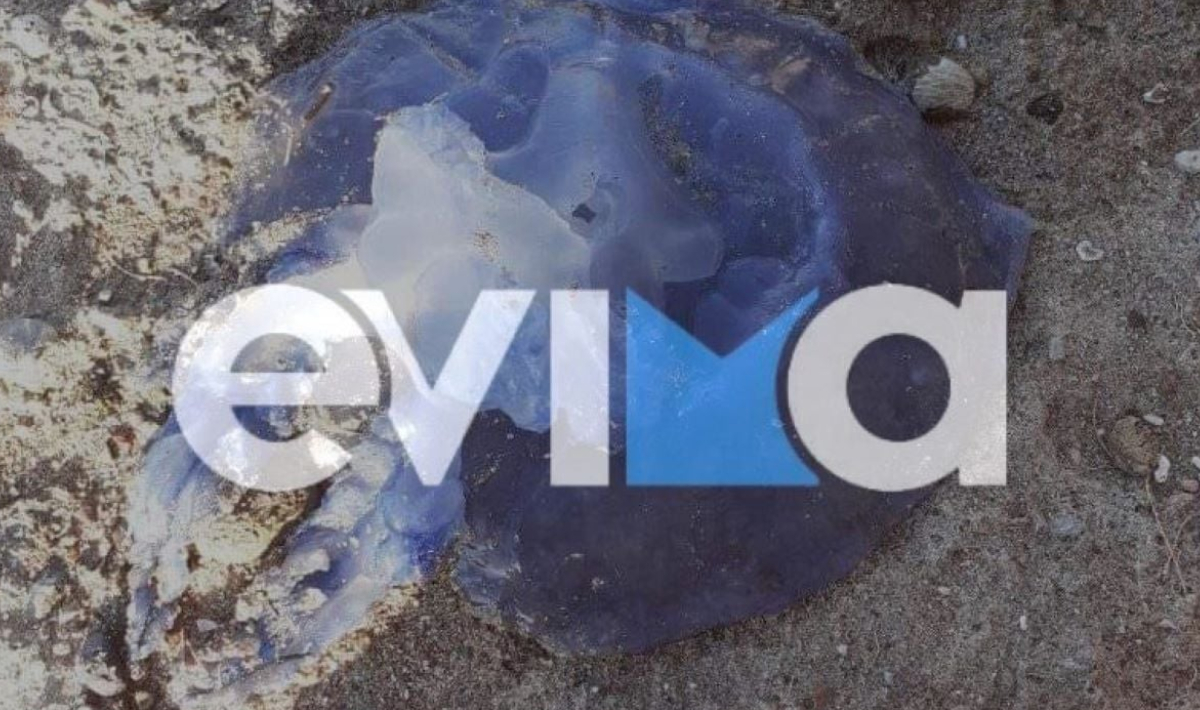 Έκτακτη ανακοίνωση για τις μωβ μέδουσες στην Εύβοια – Τι πρέπει να προσέξουν οι πολίτες