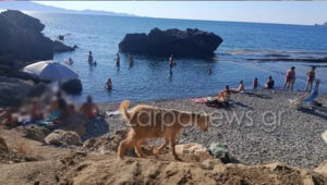 Viral εικόνα από παραλία της Κρήτης – Κατσίκα χαλαρώνει δίπλα στους λουόμενους