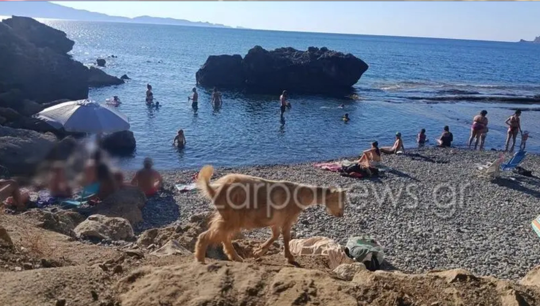 Viral εικόνα από παραλία της Κρήτης – Κατσίκα χαλαρώνει δίπλα στους λουόμενους