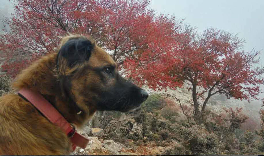 σκυλάκι λαγοκέφαλος Καλουδιώτη