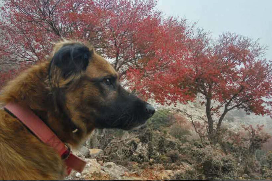 σκυλάκι λαγοκέφαλος Καλουδιώτη