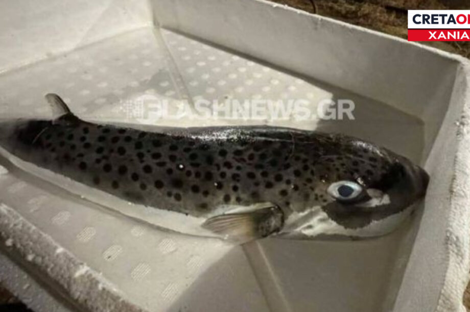 ΧΑΝΙΑ ΛΑΓΟΚΕΦΑΛΟΣ