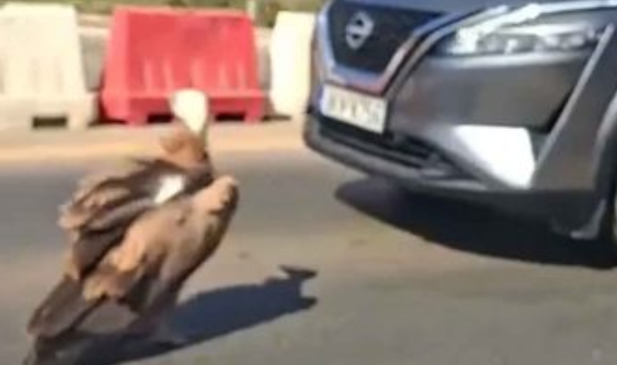 Γύπας «μπλόκαρε» τον… ΒΟΑΚ (βίντεο)