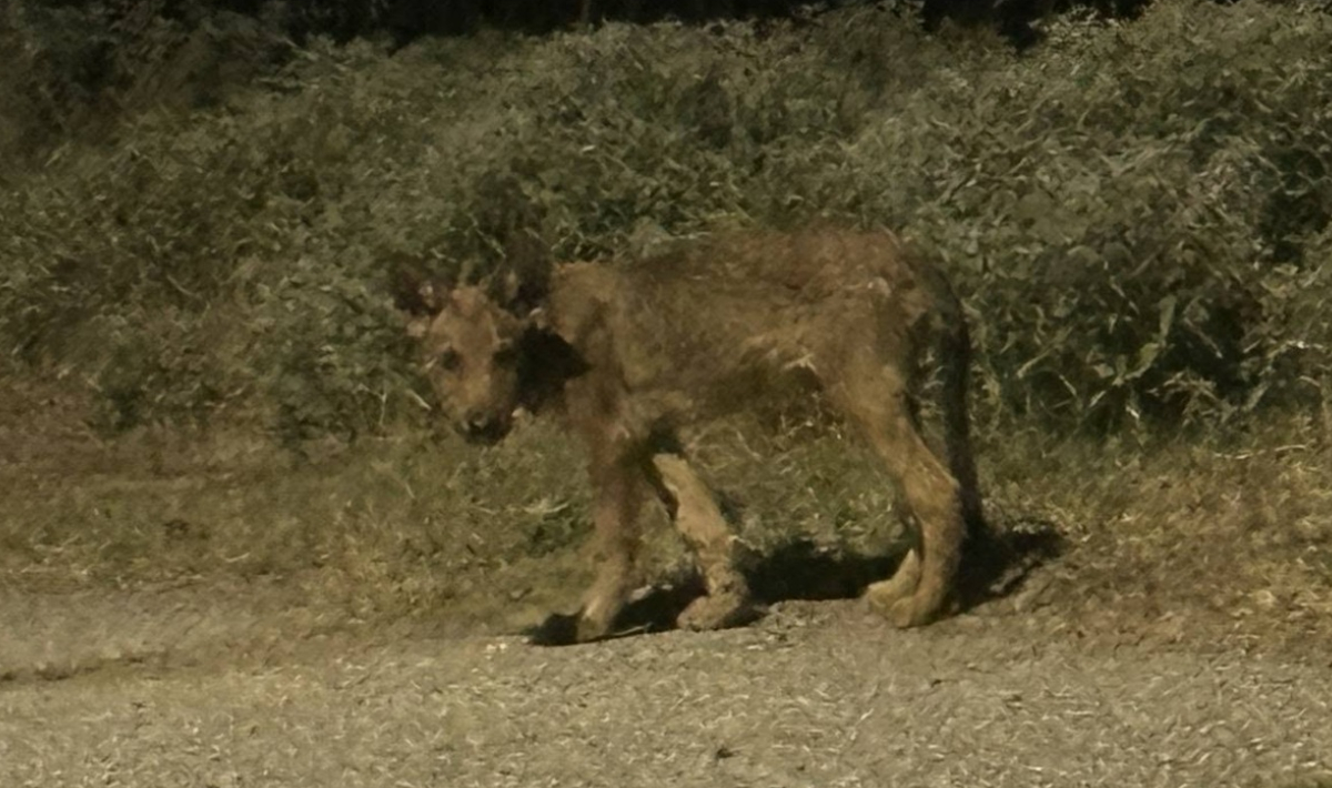 τσακαλι
