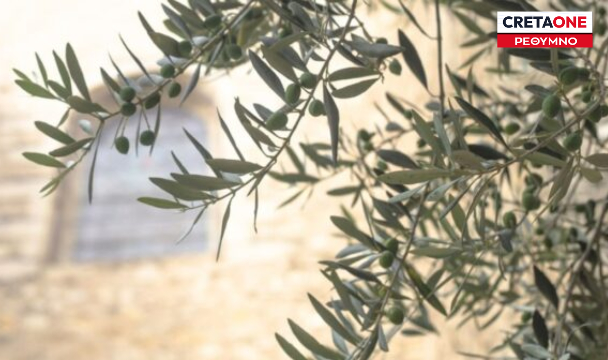Ρέθυμνο: Ξεκινά ο τρίτος γενικός ψεκασμός δακοκτονίας
