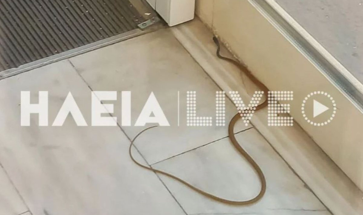 Πανικός στο Νοσοκομείο Πύργου: Φίδι εισέβαλλε στα Επείγοντα – Εικόνες