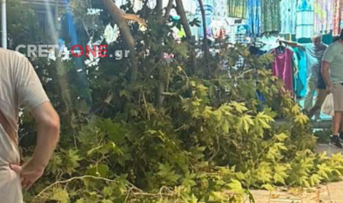 «Τυχαίο γεγονός» η πτώση τμήματος δέντρου στο κέντρο του Ηρακλείου – Τι έδειξαν οι δύο έλεγχοι; (βίντεο, φωτό)