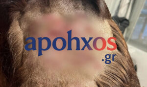 Φρίκη στα Καλάβρυτα: Πυροβόλησαν σκύλο με καραμπίνα στο Κρυονέρι – Πάνω από 45 σκάγια στο σώμα του