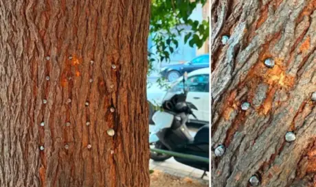 ΚΑΡΦΙΑ ΘΕΣΣΑΛΟΝΙΚΗ