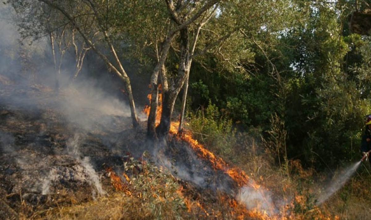 pyrkagia