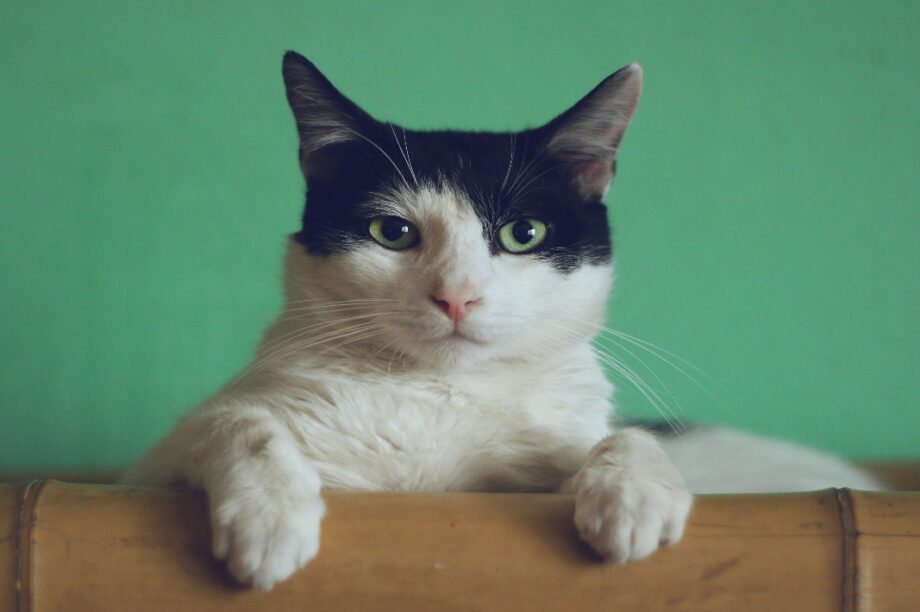 gata