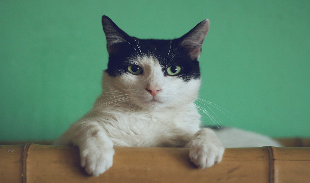 gata