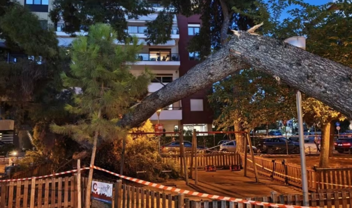 Εισαγγελική έρευνα για την πτώση δέντρου σε παιδική χαρά στην Καλαμαριά