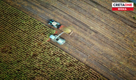 agrotes thema