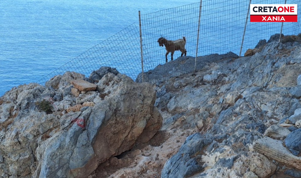 Χανιά: Κοπάδια αιγών «εισβάλλουν» στην Αρχαία Φαλάσαρνα – SOS για τα μνημεία