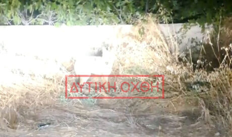 ΛΥΚΟΣ ΦΥΛΗ