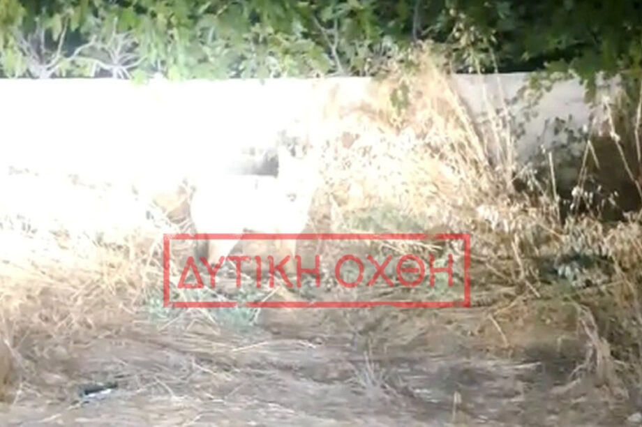 ΛΥΚΟΣ ΦΥΛΗ