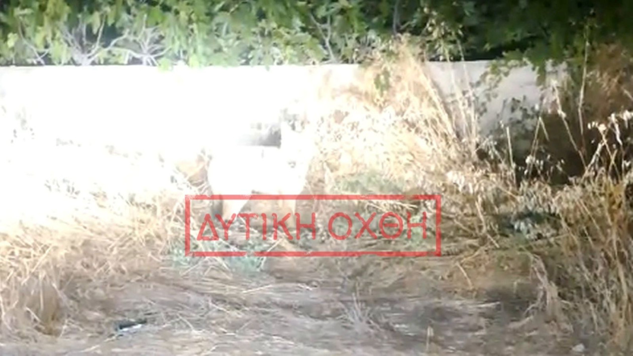 ΛΥΚΟΣ ΦΥΛΗ