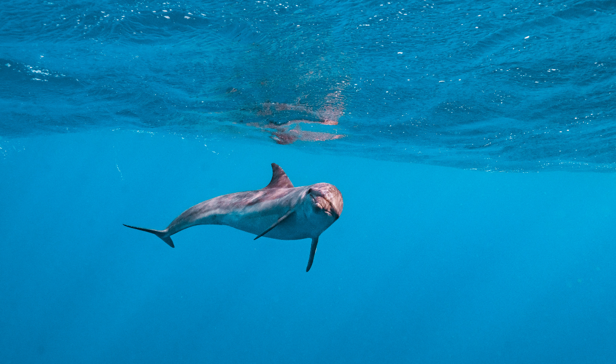 dolfin