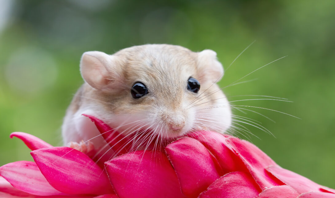 hamster