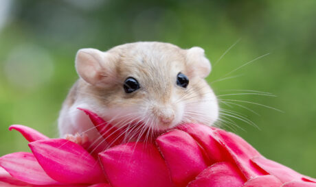hamster