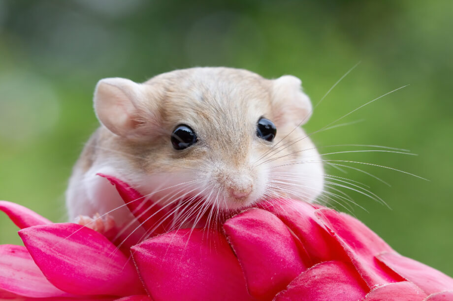 hamster
