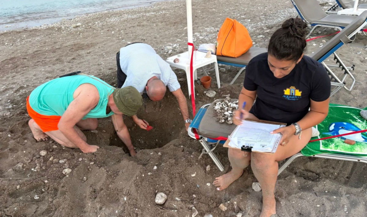 Ρόδος: 79 χελωνάκια Caretta caretta βγήκαν μέσα από φωλιά κάτω από ξαπλώστρα στα Κολύμπια