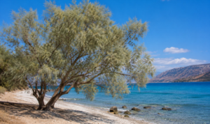 Κρήτη: Γιατί τα αρμυρίκια φυτρώνουν σχεδόν μέσα στη θάλασσα