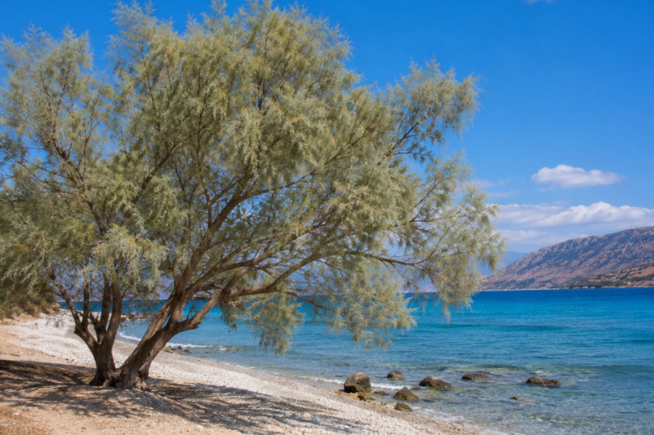 Κρήτη: Γιατί τα αρμυρίκια φυτρώνουν σχεδόν μέσα στη θάλασσα;