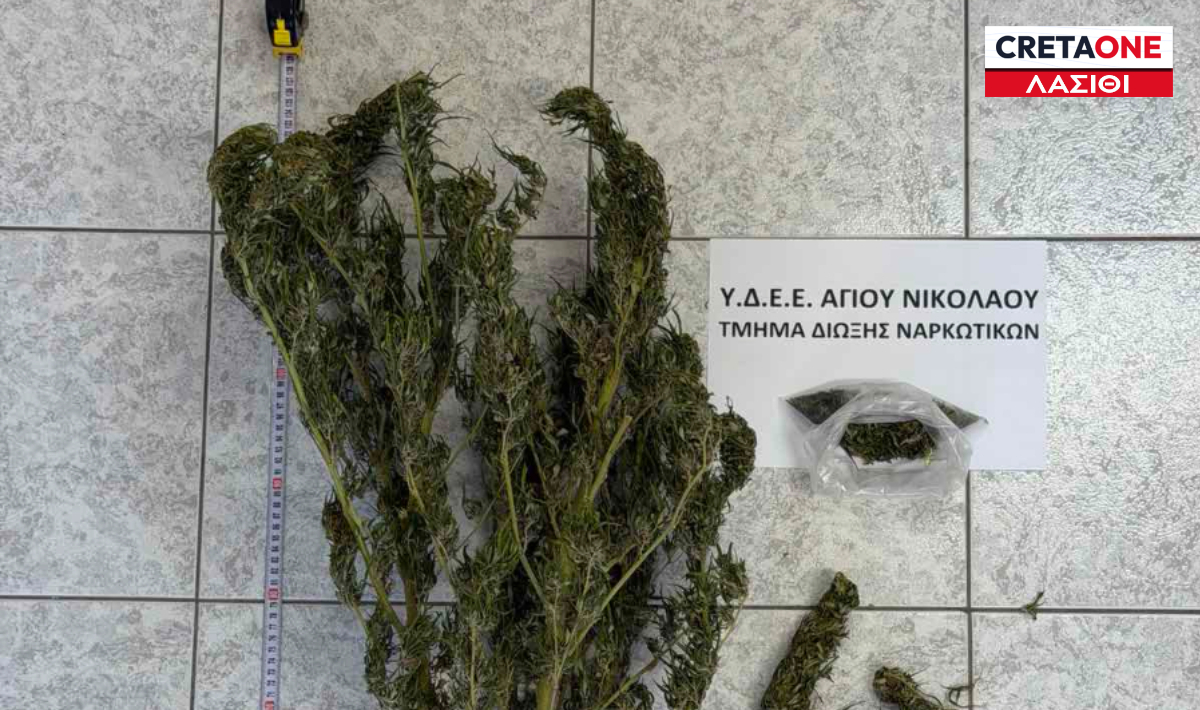 Άγιος Νικόλαος: Καλλιεργούσε στο σπίτι του δενδρύλλιο κάνναβης