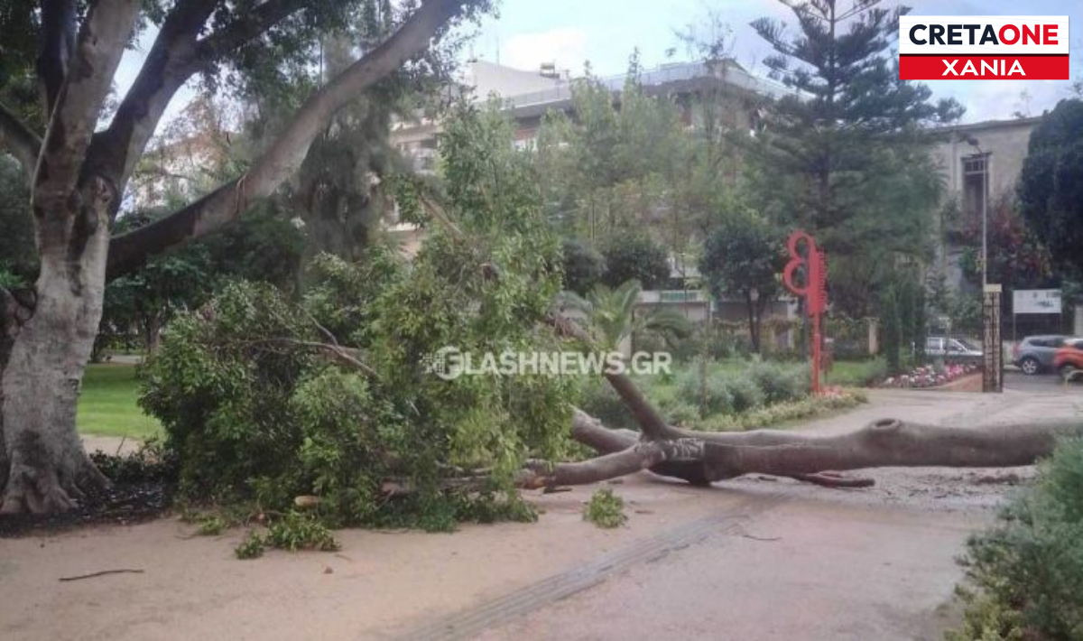 Χανιά: Μεγάλο δέντρο έπεσε μέσα στον Δημοτικό Κήπο