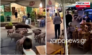 Γουρούνια βγήκαν βόλτα… στα καφενεία στην πλατεία του Βάμου