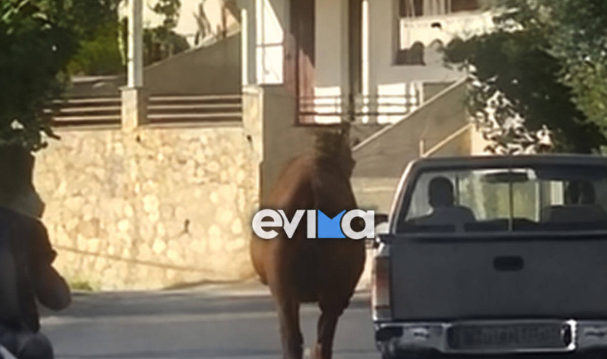 Οδηγός στην Εύβοια έδεσε άλογο στην καρότσα και το έσερνε στο δρόμο, δείτε βίντεο