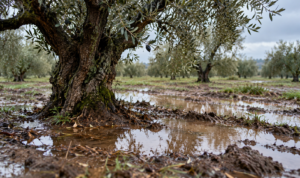 Τι συμβαίνει στα ελαιόδεντρα όταν οι ρίζες τους μείνουν για ημέρες μέσα σε κορεσμένο έδαφος