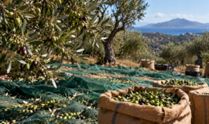 100 ελαιόδεντρα: Πόσα χρήματα μπορούν πραγματικά να αφήσουν σε έναν παραγωγό