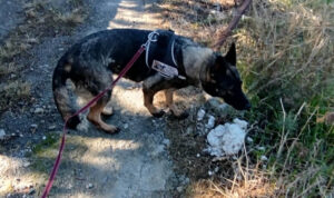 Συναγερμός στο Ηράκλειο: Εντοπίστηκαν 10 ύποπτα δηλητηριασμένα δολώματα σε χωριό!