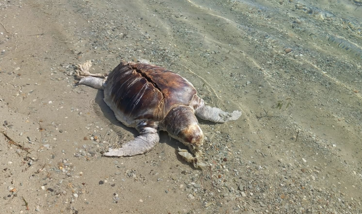 Νεκρή χελώνα καρέτα καρέτα στη Μεγάλη Βελανιδιά Βόλου – Έφερε χτύπημα από προπέλα σκάφους
