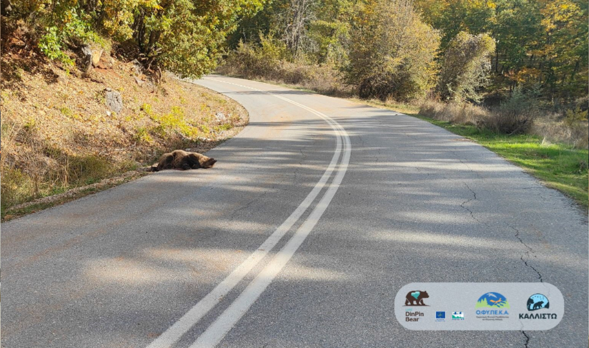 Νεκρή από πυροβολισμό νεαρή αρκούδα στις Πρέσπες – Τι ερευνούν οι αρχές